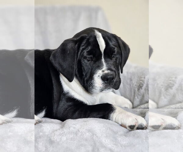 Medium Photo #1 Australian Shepherd-Bulldog Mix Puppy For Sale in McKinney, TX, USA