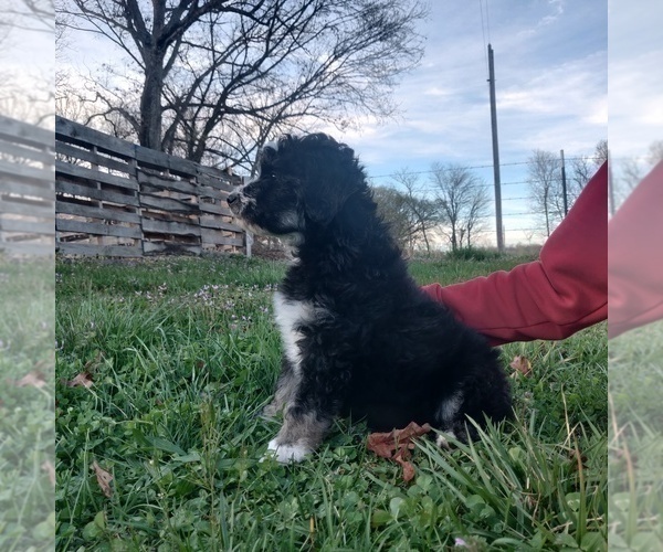Medium Photo #5 Aussiedoodle Miniature  Puppy For Sale in COUCH, MO, USA