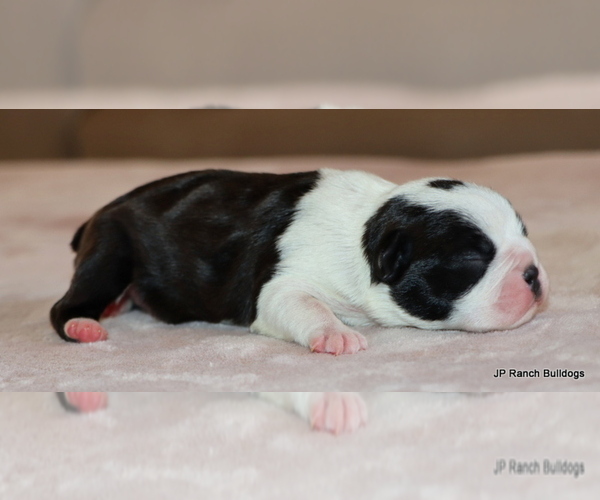 Medium Photo #7 Boston Terrier Puppy For Sale in WINNSBORO, TX, USA