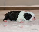 Small #6 Boston Terrier