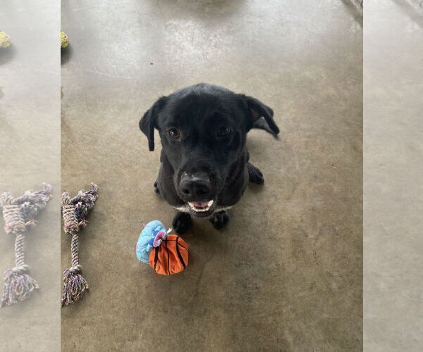Medium Photo #1 Labrador Retriever-Staffordshire Bull Terrier Mix Puppy For Sale in Pryor, OK, USA