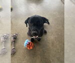 Small Labrador Retriever-Staffordshire Bull Terrier Mix