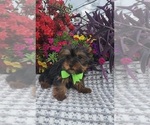 Small #1 Yorkshire Terrier
