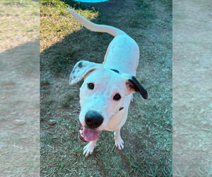 Lena - Female Labmatian Dog for Adoption - Photo #5