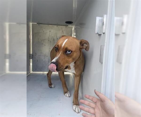 Medium Photo #1 Labsky Puppy For Sale in Houston, TX, USA