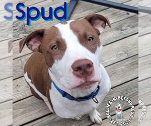 Spud - Male Staffordshire Bull Terrier-Unknown Mix Dog for Adoption - Photo #7