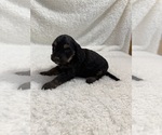 Small Photo #42 Cavapoo mix (+ Poodle Miniature) Puppy For Sale in MUNFORDVILLE, KY, USA