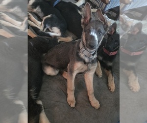 German Shepherd Dog Puppy for sale in MECHANICSVILLE, VA, USA