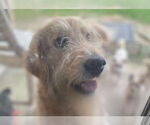 Small #3 Golden Retriever Mix