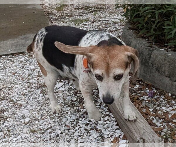 Medium Photo #11 Beagle Puppy For Sale in Dunnellon, FL, USA
