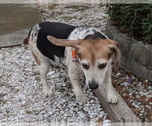 Theresa - Female Beagle Dog for Adoption - Photo #11