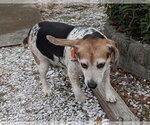Small Photo #11 Beagle Puppy For Sale in Dunnellon, FL, USA