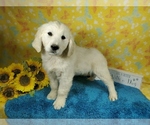 Small Photo #56 English Cream Golden Retriever Puppy For Sale in PEYTON, CO, USA
