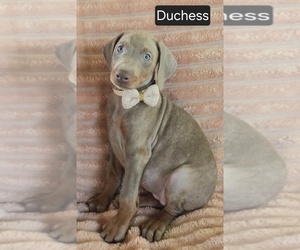 Doberman Pinscher Puppy for sale in ALBANY, OH, USA