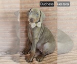 Small Doberman Pinscher