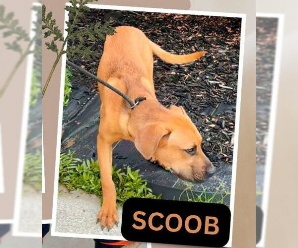 Medium Photo #4 Labrador Retriever-Unknown Mix Puppy For Sale in Rockaway, NJ, USA