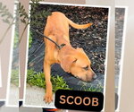 Small #3 Labrador Retriever Mix