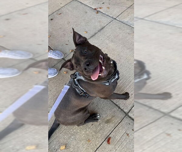 Medium Photo #3 Labrador Retriever-Unknown Mix Puppy For Sale in Oakhurst, NJ, USA