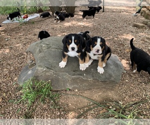 Greater Swiss Mountain Dog Puppy for sale in KERRVILLE, TX, USA