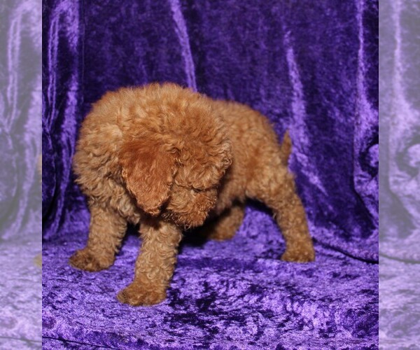 Medium Photo #6 Goldendoodle (Miniature) Puppy For Sale in BLOOMINGTON, IN, USA