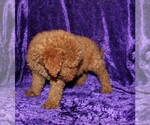 Small Photo #6 Goldendoodle (Miniature) Puppy For Sale in BLOOMINGTON, IN, USA