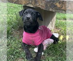 Small #3 Labrador Retriever Mix