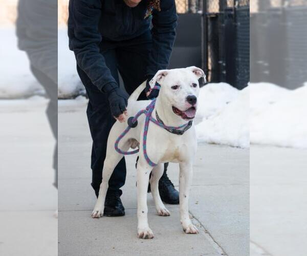 Medium Photo #1 American Pit Bull Terrier Puppy For Sale in Derwood, MD, USA