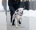 Small American Pit Bull Terrier