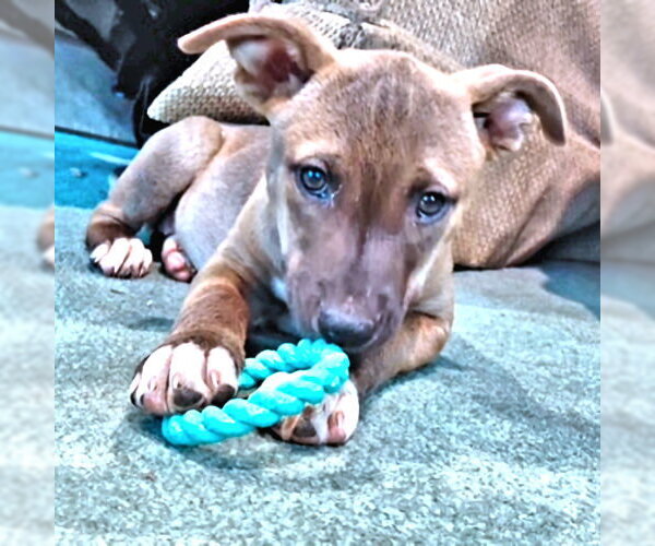 Medium Photo #3 Labrador Retriever Puppy For Sale in Rutherfordton, NC, USA