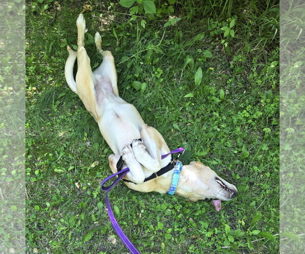Medium Photo #12 Labrenees Puppy For Sale in Fargo, ND, USA