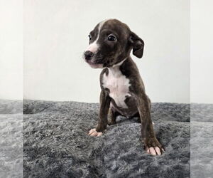 American Pit Bull Terrier Dogs for adoption in MIDWAY, UT, USA