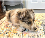 Small Photo #9 Miniature Australian Shepherd Puppy For Sale in BEATTY, OR, USA