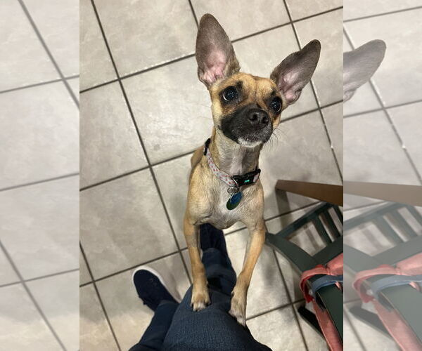 Medium Photo #6 Chihuahua-Unknown Mix Puppy For Sale in Bellevue, WA, USA