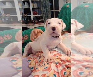 Dogo Argentino Puppy for sale in PANAMA CITY BEACH, FL, USA