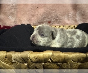 French Bulldog Puppy for sale in BRYANS ROAD, MD, USA