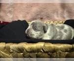 Image preview for Ad Listing. Nickname: Puppy 1
