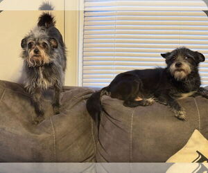 Mutt Dogs for adoption in Lexington Park, MD, USA