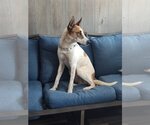 Small #2 Mutt