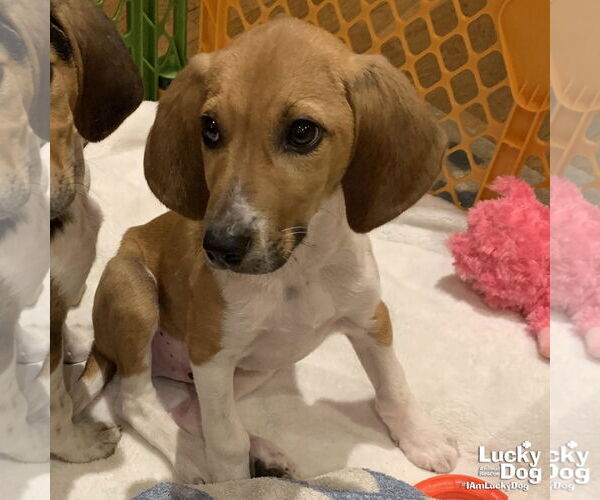 Medium Photo #3 Mutt Puppy For Sale in Washington, DC, USA