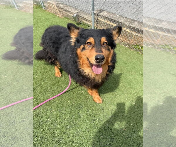 Medium Photo #1 Australian Shepherd-German Shepherd Dog Mix Puppy For Sale in Albemarle, NC, USA