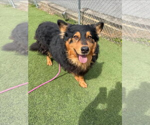 Australian Shepherd-German Shepherd Dog Mix Dogs for adoption in Albemarle, NC, USA