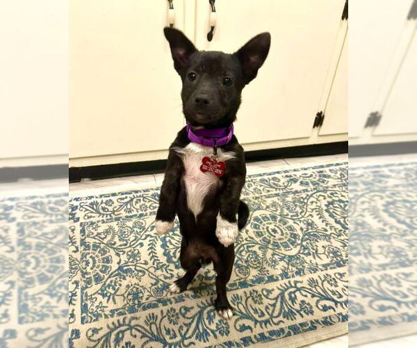 Medium Photo #7 Chihuahua-Unknown Mix Puppy For Sale in Mount Laurel, NJ, USA