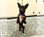 Small #6 Chihuahua Mix