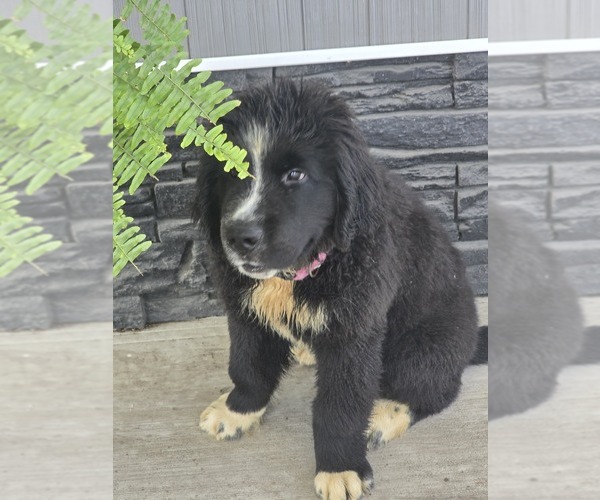 Medium Photo #4 Newfoundland Puppy For Sale in TILTON, IL, USA