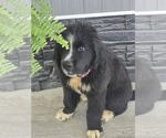 Small #3 Newfoundland