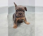 Small Photo #6 French Bulldog Puppy For Sale in EDMOND, OK, USA