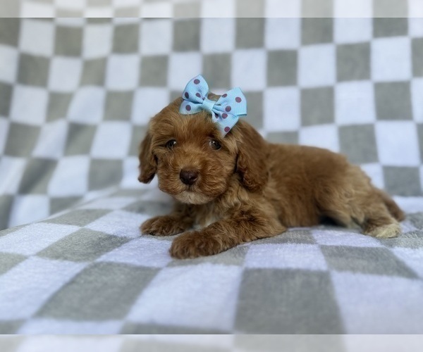 Medium Photo #8 Cockapoo (Miniature) Puppy For Sale in LAKELAND, FL, USA