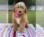 Small Photo #17 Goldendoodle Puppy For Sale in FROSTPROOF, FL, USA