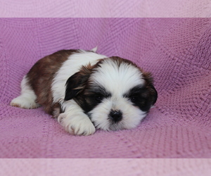 Shih Tzu Puppy for sale in SHILOH, OH, USA