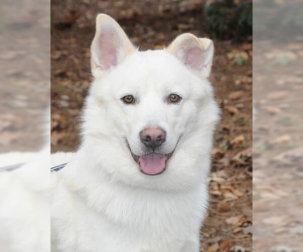 Medium Photo #2 Siberian Husky-Unknown Mix Puppy For Sale in Lake Wylie, SC, USA